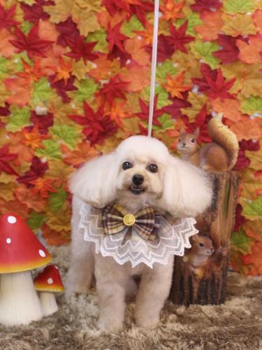 20241121リコちゃん